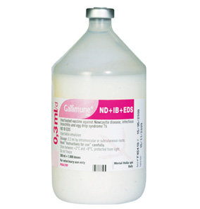 Gallimune ND + IB + EDS